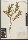 Foto von Salix triandra subsp. triandra L.